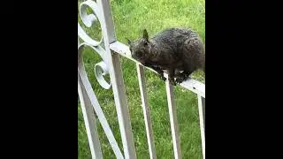 Black Squirrel talks and gets mad when a woman calls him Evil