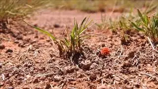 Giant Red Velvet Mite