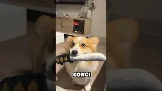 Top 3 Reasons You Should Never Get a Corgi #dog #shorts #pets