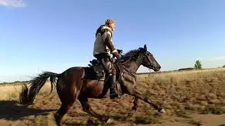 Лошади. Конь Габар. Къ.