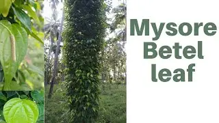 Mysore betel leaf ಮೈಸೂರು ವೀಳ್ಯದ ಎಲೆ