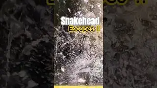 Caught Snakeheads Jumping Out! Wild Pond Cleaning Action in Tarito, Odisha 🌊