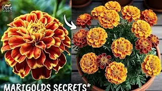 SECRETS of Growing Marigolds in Pots! (6 Care Tips) 