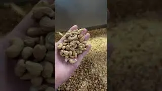 Cashew Roasting Machine - Kaju Kavurma Makinası