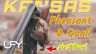 Моя первая в жизни перепелка! | Охота на перепелов и фазанов в Канзасе #охотанафазанов #охотанапе...