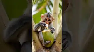 a baby monkey eating coconut in coconut tree 🐒🐵🐒🐵🐒🐵🐒#shorts #monkeys #coconut 🥰🥳🤠🥳🥳🥳🤠🥥🥥🥥🥥🥥