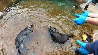 Sea Otter Feed