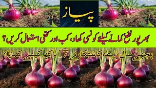Best Fertilizer Plan for Onion | Cyber Agri Extension |
