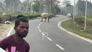 Wild elephants on National Highway 39 . See the full videos