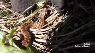 British Herping E2S1- April Reptiles