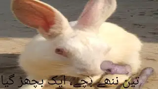 Rabbit kids part 71 Three tiny babies – one was lost. (A.A.S Desi vlog)
