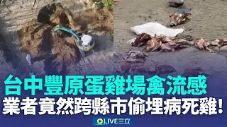 豐康蛋雞隱匿且偷埋 盧秀燕:一切罰責採最重 偷埋處地主一度拒絕開挖 縣府鐵腕執行│新聞一把抓20260129│三立新聞台