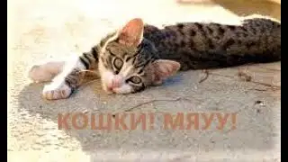 И СНОВА ПРО КОШЕК.НЕУДАЧНАЯ ОХОТА.Cat hunts for a dove.