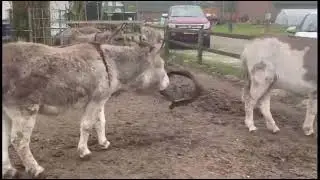 Dorus speelt met de band (zonder muziek)