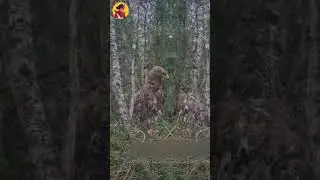 Hawk Attack Eagle Chicks #shorts