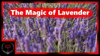 Witchcraft herbs: Lavender Uses, Properties and Spells for Beginner witches