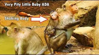 Very Pity Little ADA Shaking Body Till Purple Mouth Need Mum Warm Care | Why Mum Less Care Like This