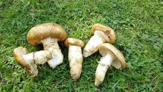 Гриб Корбан (Catathelasma imperiale) - 