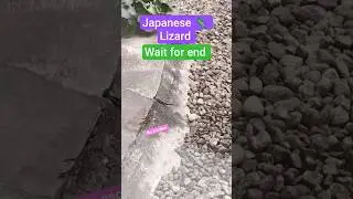 Japanese Lizard in the garden #reptiles #gecko  #travel #trending