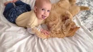 Как кошки встречают хозяев с новорожденными / новый сборник 2020 / Cats Meeting Babies