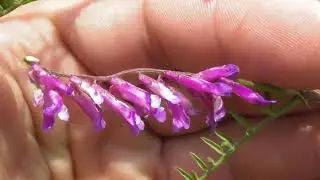 Vicia villosa, known as the hairy vetch, fodder vetch or winter vetch