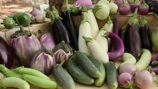 Samenbau der Aubergine