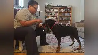 Fable - Muzzle Conditioning - December 13, 2025