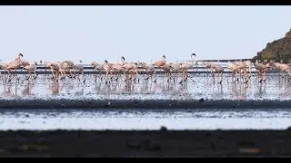 Lesser Flamingos at Lake Natron (19/12/2017)
