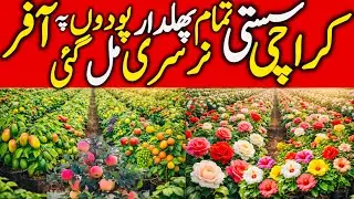 Karachi Nursery Plants🌱Best Nursery In Karachi | Wholesale Nursery | Fruit Plant Nursery In Karachi