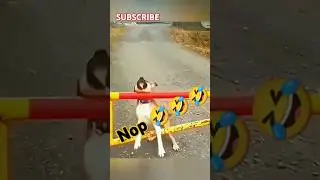 Dogs Funny Fails Try not to laugh #funniest #funniestever #dogshorts #dogsoftiktok #dogsofyoutube