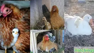 Broody hen | broody duck | broody duck hatching eggs|Broody duck sounds | best broody chicken breeds