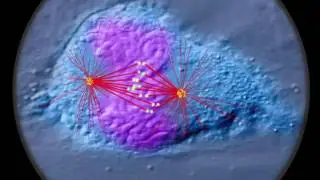 Mitosis annotated