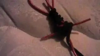 3AM Voodoo Doll Challenge