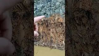 Контакт аллювиальных отложений и плотика ( алевролиты сланцеватые).
