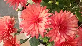 Saima is live!   welcome to my live stream 😀