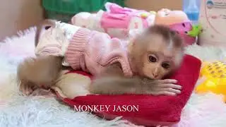 Monkey Baby Jason Adored Position Sleeping Well