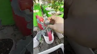 Growing Broccoli went wrong | ब्रोकोली के पौधे का क्या ध्यान रखें #shorts