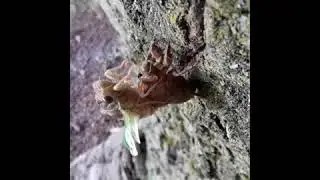 Cicada transformation