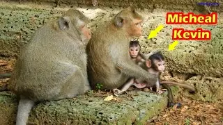 New Update for lovely baby monkeys Michael and Kevin, Kevin has freedom to walk as Michael