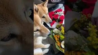 Birthday celebration #shibainu #australia #nativeplants #matchacake