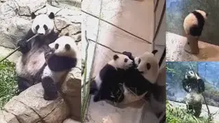 2021-06-15 Xiao Qi Ji ~ and the Thunder Rolls...