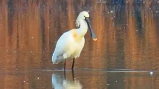 Kolp&iacute;k b&iacute;l&yacute;, Spoonbill, Rotgesichtl&ouml;ffler, Platalea, Spatule d'Afrique, Platalea alba,Warzęcha zwyc