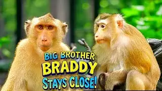 Heartwarming Monkey Family Brady Follows Mom to Protect Her and the New Baby