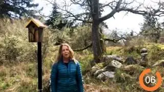 Just a Minute: Garry Oak Hugger