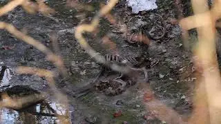 Cervidae in Drop D