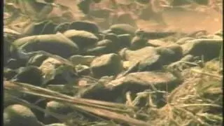 Life Cycle of the Salmon
