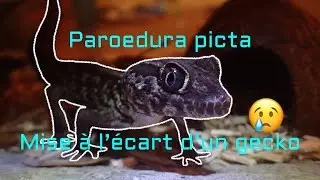 Paroedura picta et mise à l'écart d'un gecko