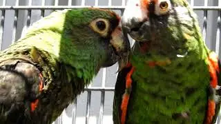 Jardines Parrots Black wing 3-4yo pair