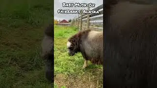 Baby Musk Ox