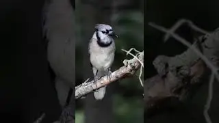 Blue Jay Call